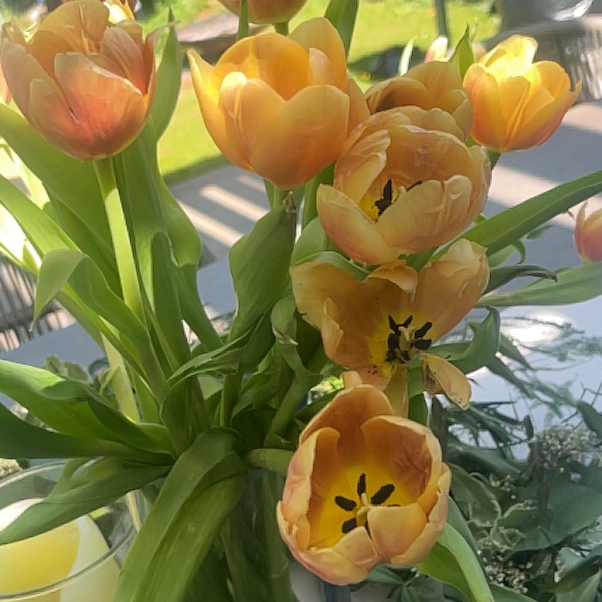 Photo of the plant species Garden Tulip by @PerkyCebenese5 named James Dean on Greg, the plant care app