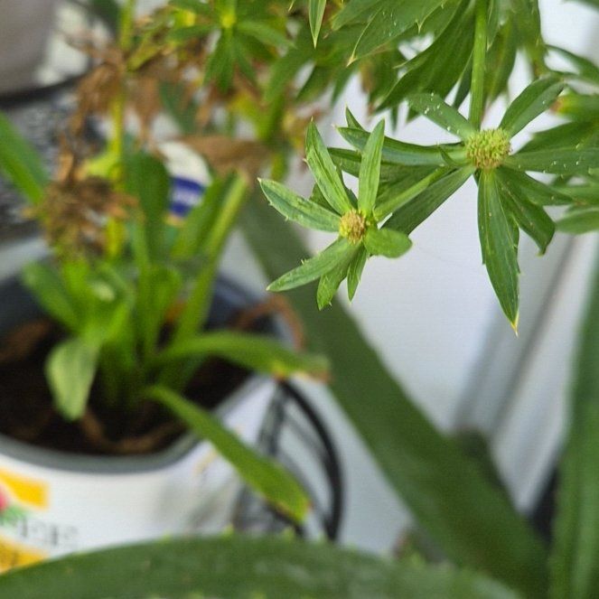 Photo of the plant species Culantro by @SirPhlox46 named Scarlett on Greg, the plant care app