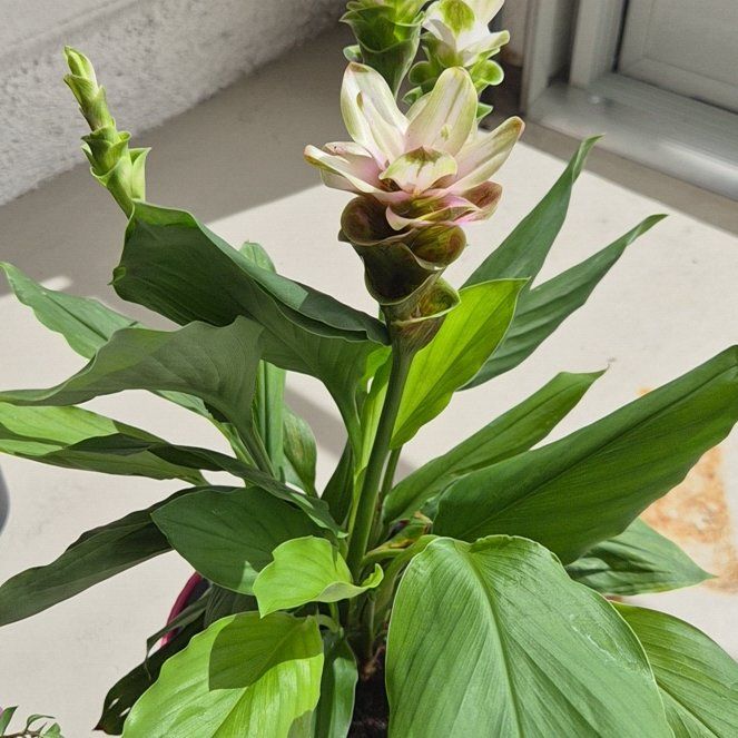 Photo of the plant species Butterfly Ginger by @SirPhlox46 named Planty on Greg, the plant care app