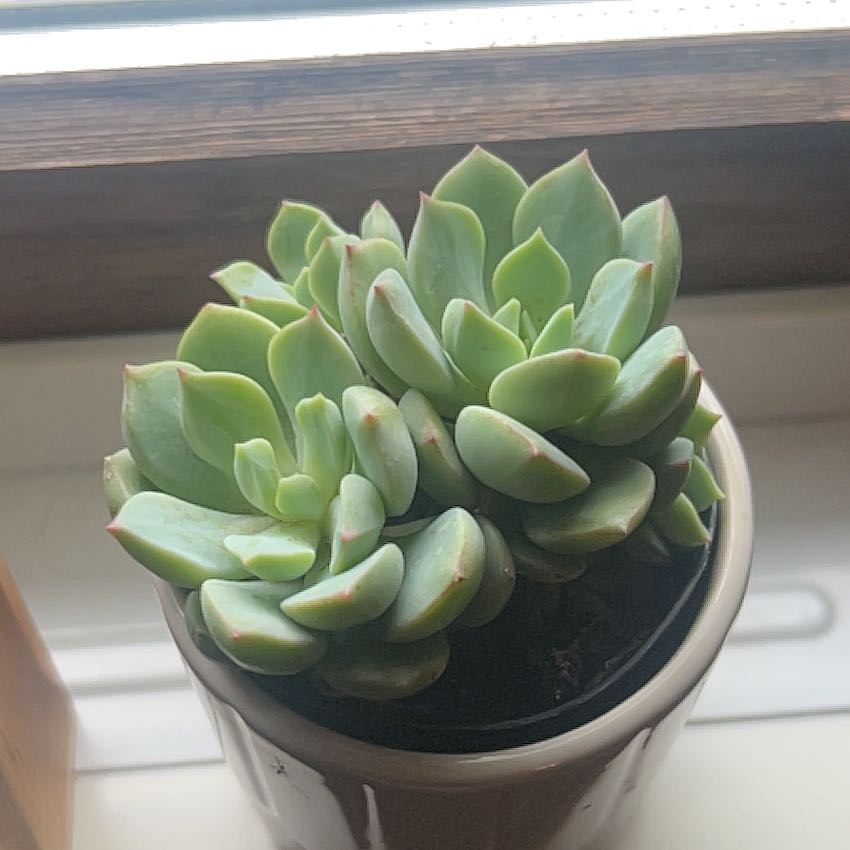 Photo of the plant species Porcelain Plant by @DrivenRedbean89 named pickles on Greg, the plant care app