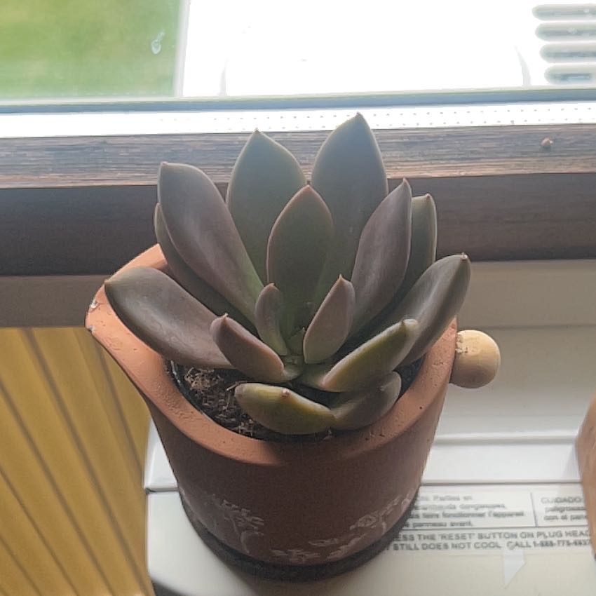 Photo of the plant species Graptoveria Juliana by @DrivenRedbean89 named Prickles on Greg, the plant care app