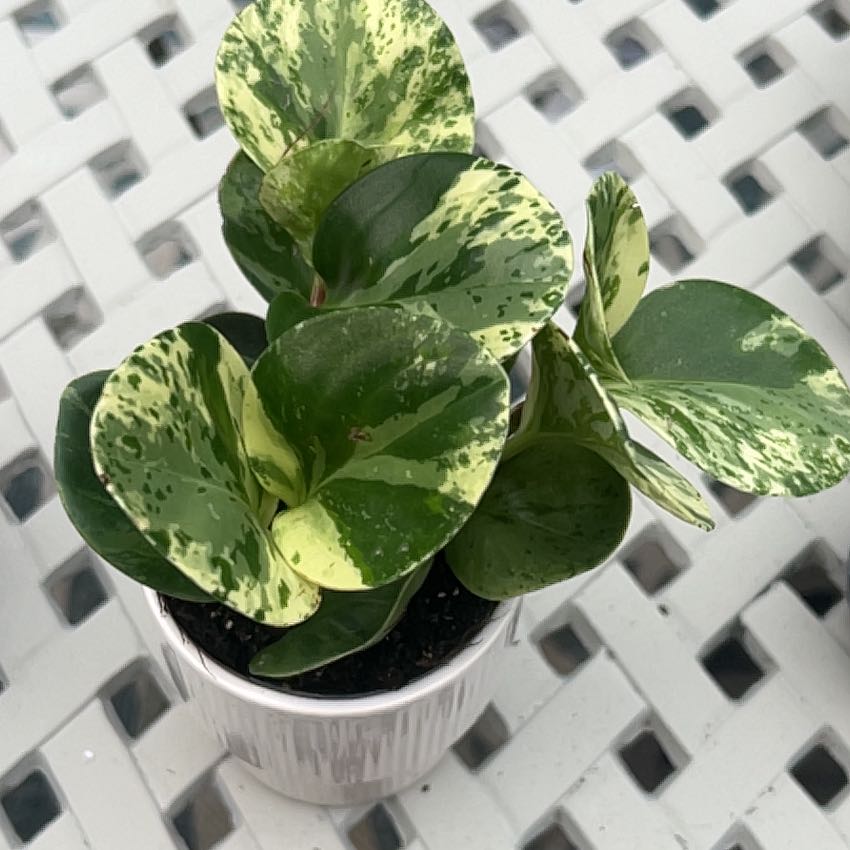 Photo of the plant species Golden Gate Peperomia by @DrivenRedbean89 named gregory on Greg, the plant care app