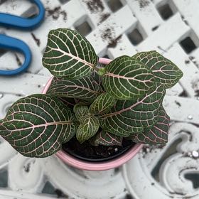 Photo of the plant species Red Vein Fittonia by @DrivenRedbean89 named Delilah on Greg, the plant care app