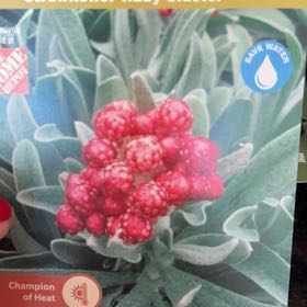 Photo of the plant species Ruby Cluster Strawflower by @WingedTaraire30 named Athena on Greg, the plant care app