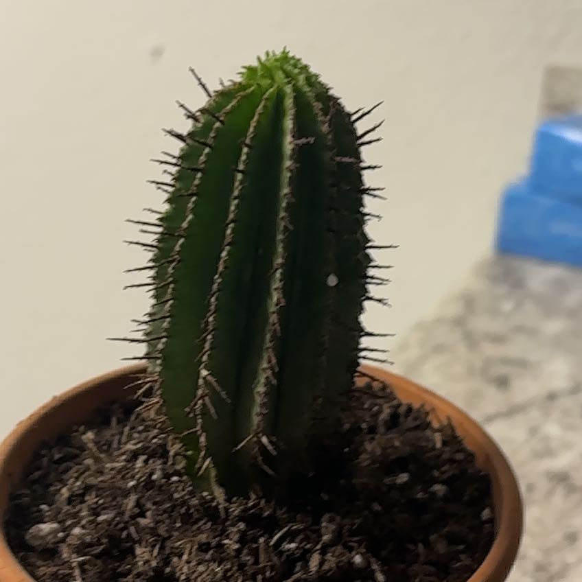 Photo of the plant species Milk Barrel Cactus by @TotallyChisme97 named Orwell on Greg, the plant care app
