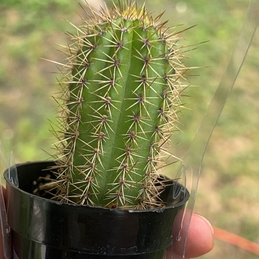 Photo of the plant species Echinopsis 'Huascha' by @ForeverRye21 named Aria on Greg, the plant care app