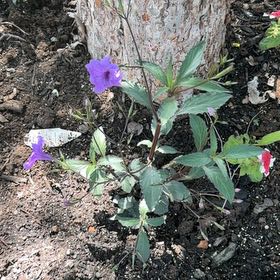 Photo of the plant species Britton's Wild Petunia by @GuruGiantreed20 named Orwell on Greg, the plant care app
