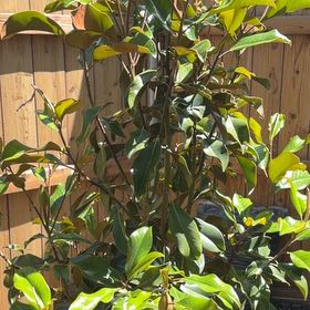 Photo of the plant species Southern Magnolia by @GuruGiantreed20 named Denali on Greg, the plant care app