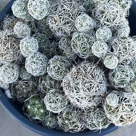 Photo of the plant species Pineapple Cactus by @GreatCoconut10 named Moana on Greg, the plant care app