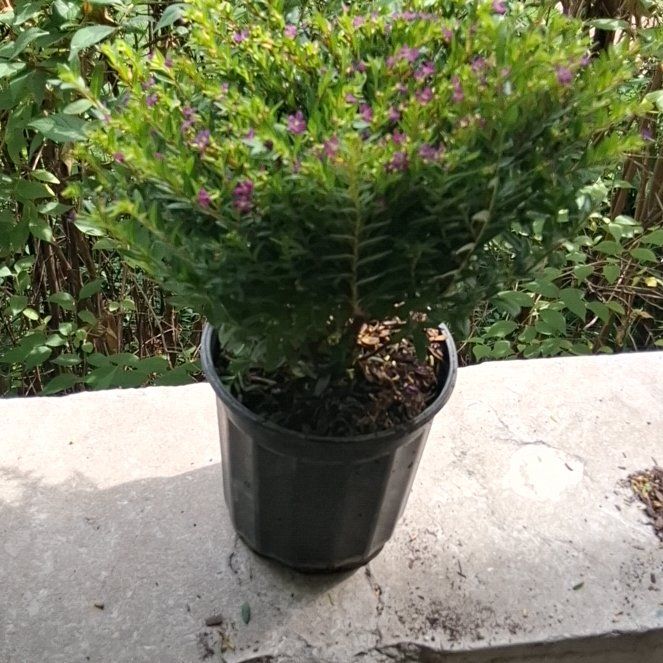 Photo of the plant species Hawaiian Heather by @WizardPuriri40 named Selenas on Greg, the plant care app