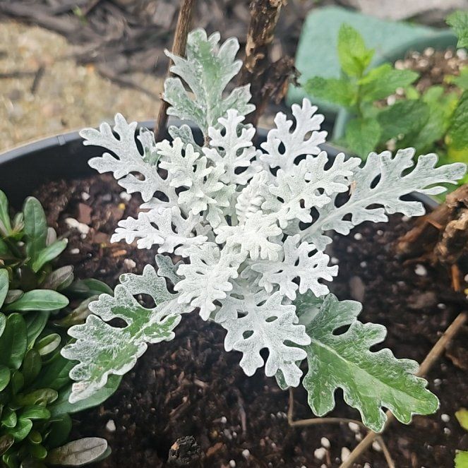Photo of the plant species Dusty Miller 'Silver Dust' by @CalmLarkspur51 named Bodhi on Greg, the plant care app