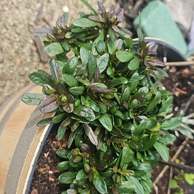 Photo of the plant species Chocolate Chip Ajuga by @CalmLarkspur51 named Navajo on Greg, the plant care app