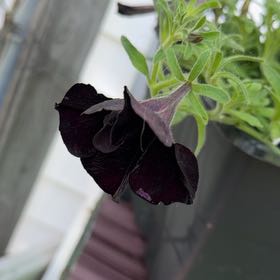 Photo of the plant species Phantom Black Petunia by @ManNurse named Black Petunia on Greg, the plant care app