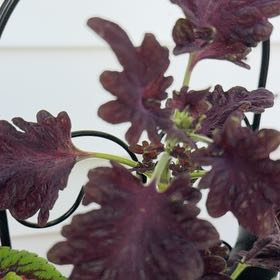 Photo of the plant species Black Dragon Coleus by @ManNurse named Coleus Black Dragon on Greg, the plant care app