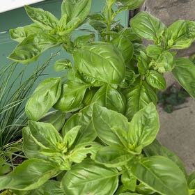 Photo of the plant species Basil 'Dolce Fresca' by @ManNurse named Basil on Greg, the plant care app