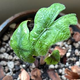 Photo of the plant species Alocasia 'Jacklyn' by @HappyBetel46 named Girlfrond on Greg, the plant care app