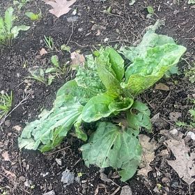 Photo of the plant species Greater Plantain by @YokeHardhead75 named Marley on Greg, the plant care app