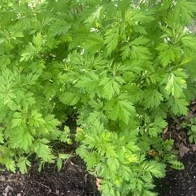 Photo of the plant species Sailor's Tobacco by @YokeHardhead75 named Miley on Greg, the plant care app