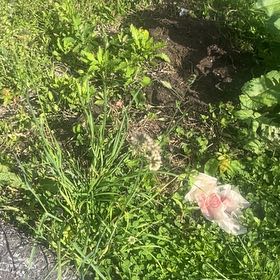 Photo of the plant species Crow Garlic by @YokeHardhead75 named Sherlock on Greg, the plant care app