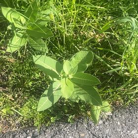 Photo of the plant species Asclepias Syriaca by @YokeHardhead75 named Sanders on Greg, the plant care app
