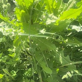 Photo of the plant species Oil Lettuce by @YokeHardhead75 named Remington on Greg, the plant care app