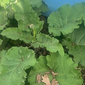 Photo of the plant species Great Burdock by @YokeHardhead75 named Sahara on Greg, the plant care app