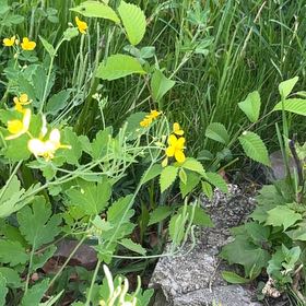 Photo of the plant species Showy Partridgepea by @YokeHardhead75 named Sonora on Greg, the plant care app
