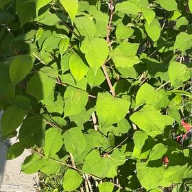 Photo of the plant species Japanese Knotweed by @YokeHardhead75 named Captain Plant-it on Greg, the plant care app