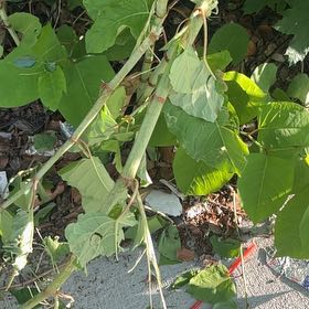 Photo of the plant species American Pokeweed by @YokeHardhead75 named McKinley on Greg, the plant care app