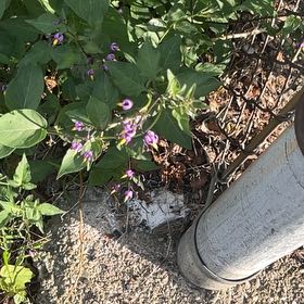 Photo of the plant species Violet Bloom by @YokeHardhead75 named Aristotle on Greg, the plant care app