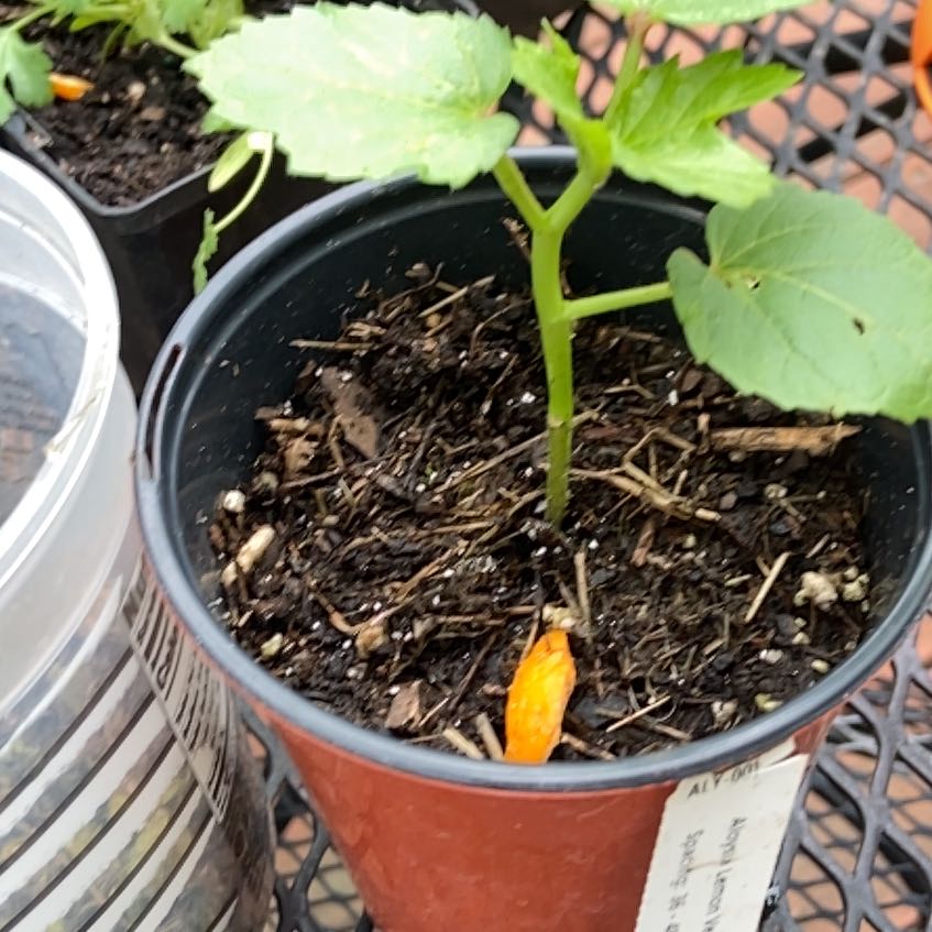 Photo of the plant species Abelmoschus Esculentus by @OodlesRye29 named Lola on Greg, the plant care app