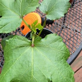 Photo of the plant species Abelmoschus Esculentus by @OodlesRye29 named McKinley on Greg, the plant care app