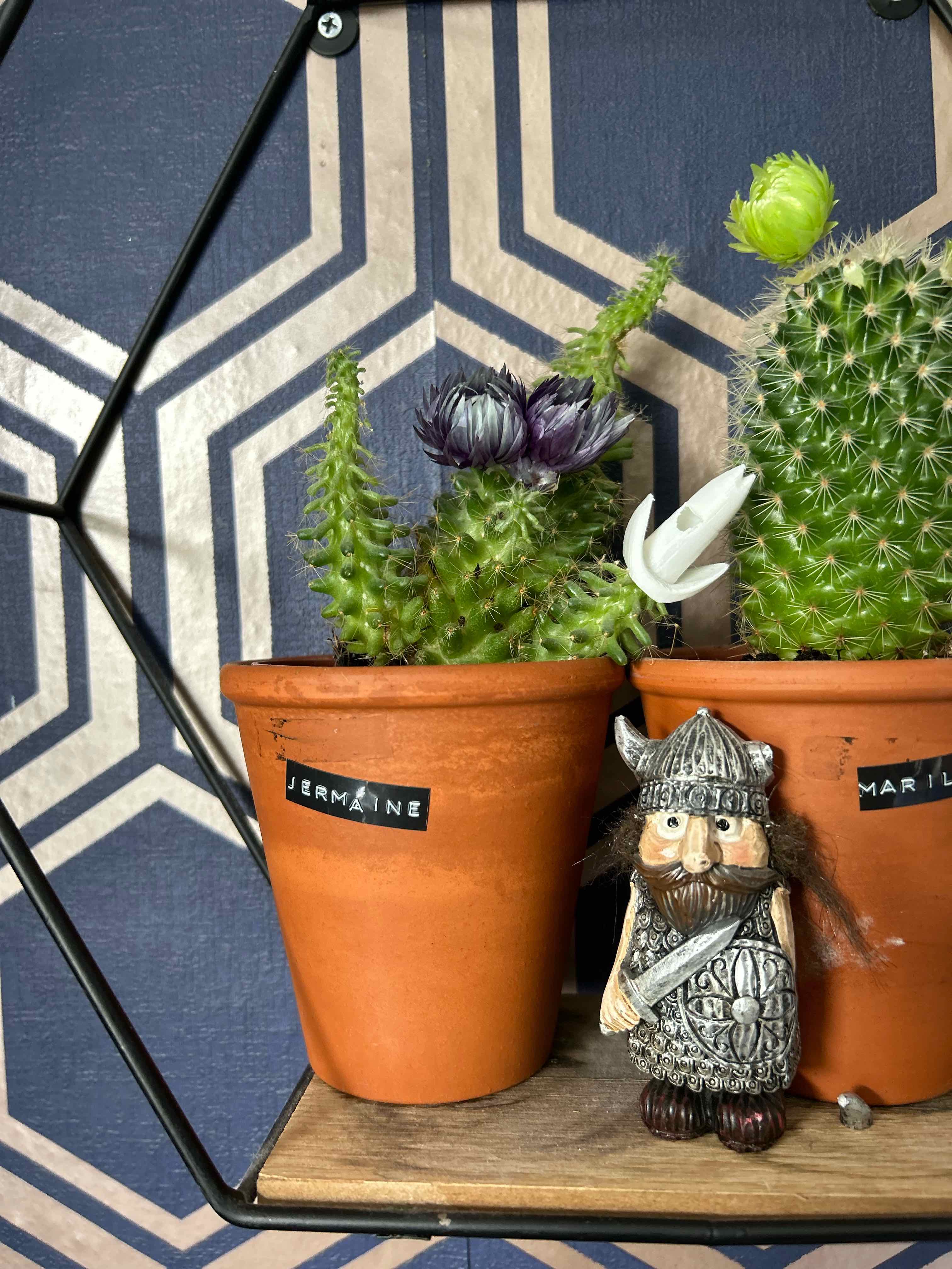 Mammillaria backebergiana plant photo by @Mizeal named Jermaine on Greg, the plant care app.