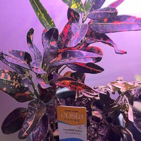Photo of the plant species Luna Batik Croton by @PrizeClusia14 named Baesil on Greg, the plant care app