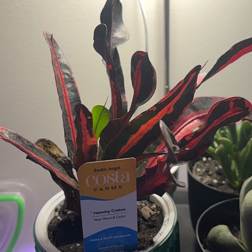 Photo of the plant species Mammy Croton by @PrizeClusia14 named Einstein on Greg, the plant care app