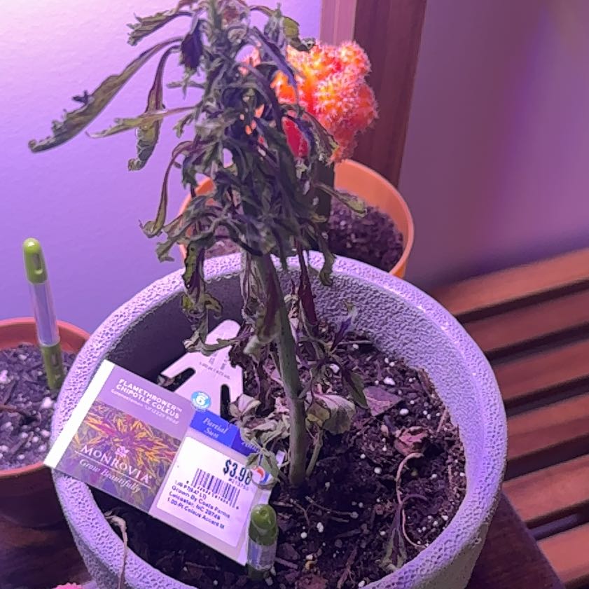 Photo of the plant species Coleus 'Flamethrower Chipotle' by @PrizeClusia14 named Lola on Greg, the plant care app