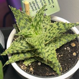 Photo of the plant species Star Aloe by @PrizeClusia14 named Osmo on Greg, the plant care app