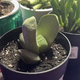 Photo of the plant species Cleft Stone by @PrizeClusia14 named Drake on Greg, the plant care app