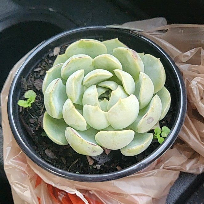 Photo of the plant species Echeveria 'Pink Edge' by @PeachyKaro60 named Suki on Greg, the plant care app