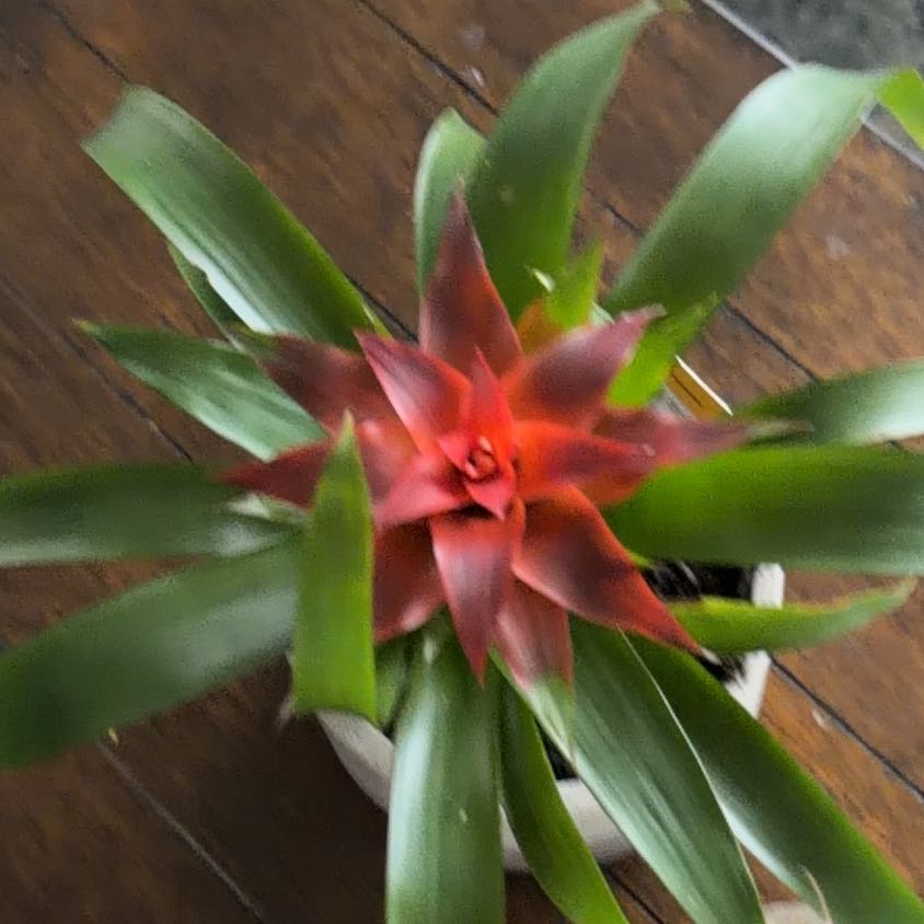 Photo of the plant species Red Bromelaid by @RichDuwei13 named Pax on Greg, the plant care app