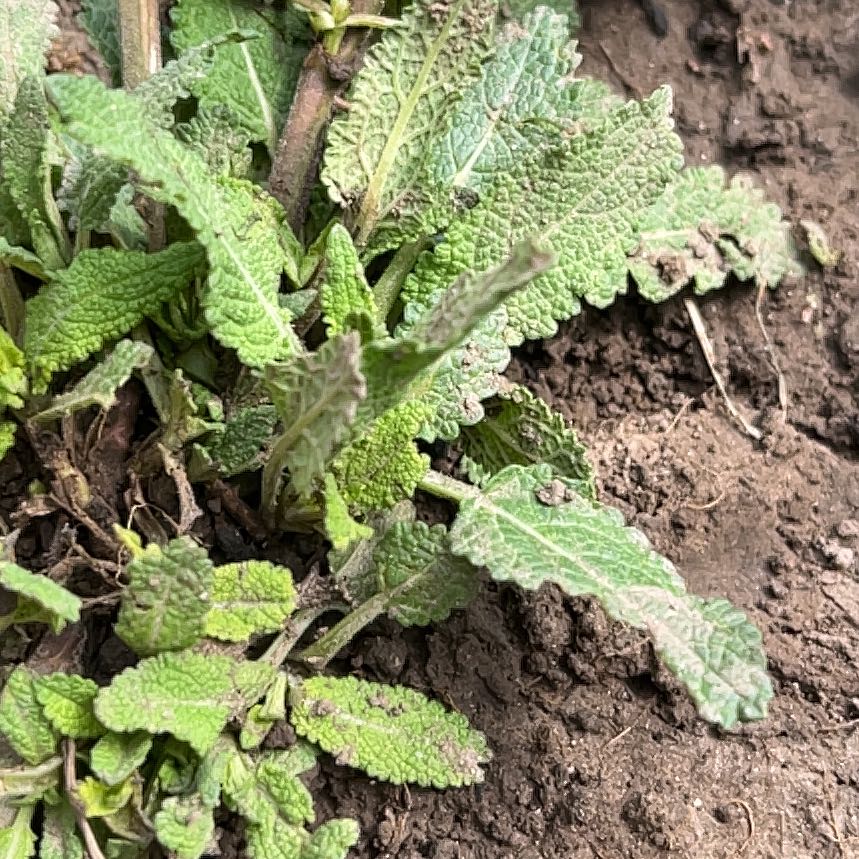 Photo of the plant species Meadow Sage by @JuicyHoyalisa1 named Sage on Greg, the plant care app