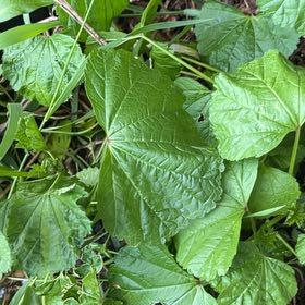 Photo of the plant species Amur Peppervine by @JuicyHoyalisa1 named Taylor Swift on Greg, the plant care app