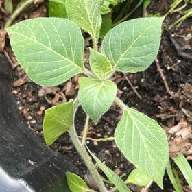 Photo of the plant species Angel's Trumpet by @JuicyHoyalisa1 named McKinley on Greg, the plant care app