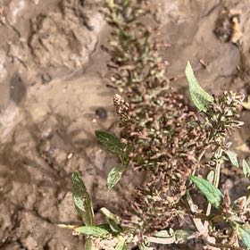 Photo of the plant species Largefruit Amaranth by @JuicyHoyalisa1 named Clooney on Greg, the plant care app