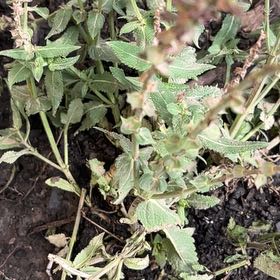 Photo of the plant species Meadow Sage by @JuicyHoyalisa1 named Terra on Greg, the plant care app
