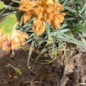 Photo of the plant species Spearleaf Stonecrop by @JuicyHoyalisa1 named Gates on Greg, the plant care app