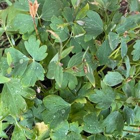Photo of the plant species European Columbine by @JuicyHoyalisa1 named Delilah on Greg, the plant care app