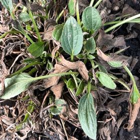 Photo of the plant species Blackeyed Susan by @JuicyHoyalisa1 named Sanders on Greg, the plant care app