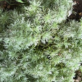 Photo of the plant species Devil in the Bush by @JuicyHoyalisa1 named Duke on Greg, the plant care app