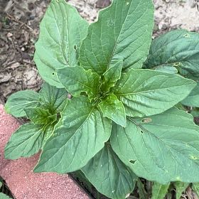 Photo of the plant species Purple Amaranth by @JuicyHoyalisa1 named Morgan Treeman on Greg, the plant care app